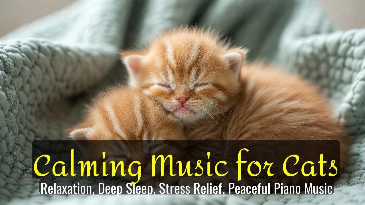 LIVE 🌙 Cozy Cat Sleep Music All Night 😴 | Season 87