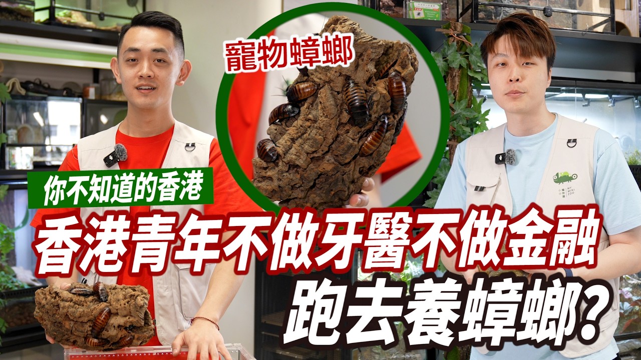 【你不知道的香港】香港青年不做牙醫不做金融　跑去養蟑螂？