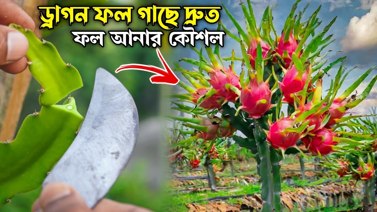 ১ বছরের ড্রাগন গাছে ফুল আনার উপায় | ড্রাগন গাছের পরিচর্যা - Dragon Fruit