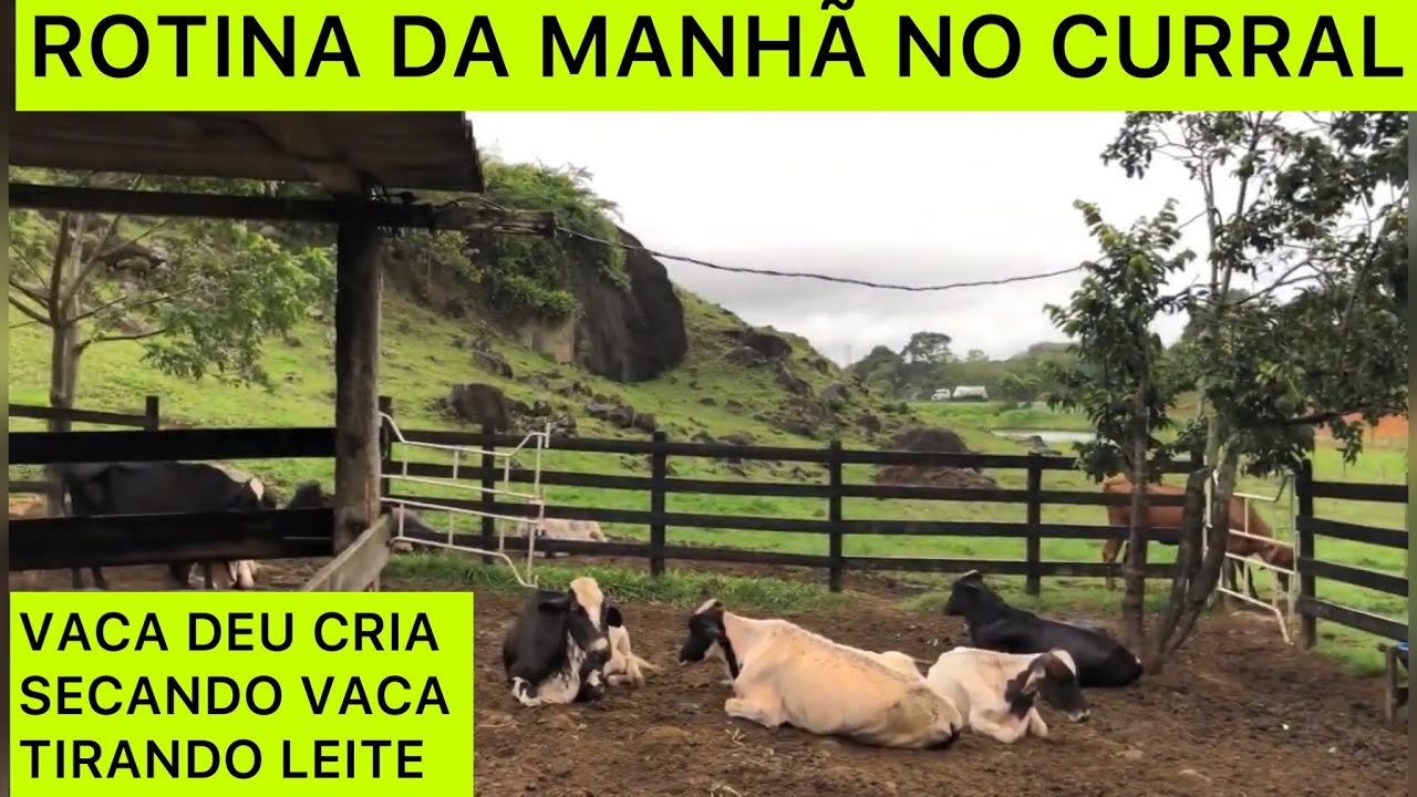HORA DA ORDENHA COM MUITAS INFORMAÇÕES! // VACA DEU CRIA // SECANDO VACA…