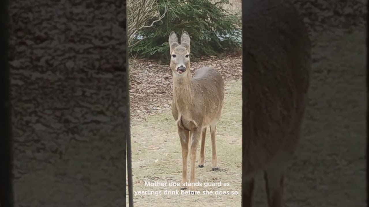 Deer drinking from bird bath