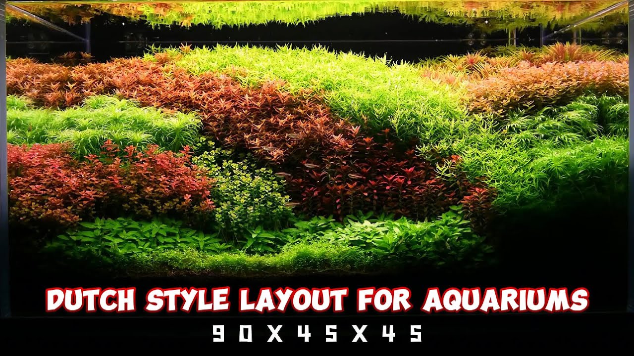 Dutch Style Layout for Aquariums: Step-by-Step Guide to Perfect Aquascaping