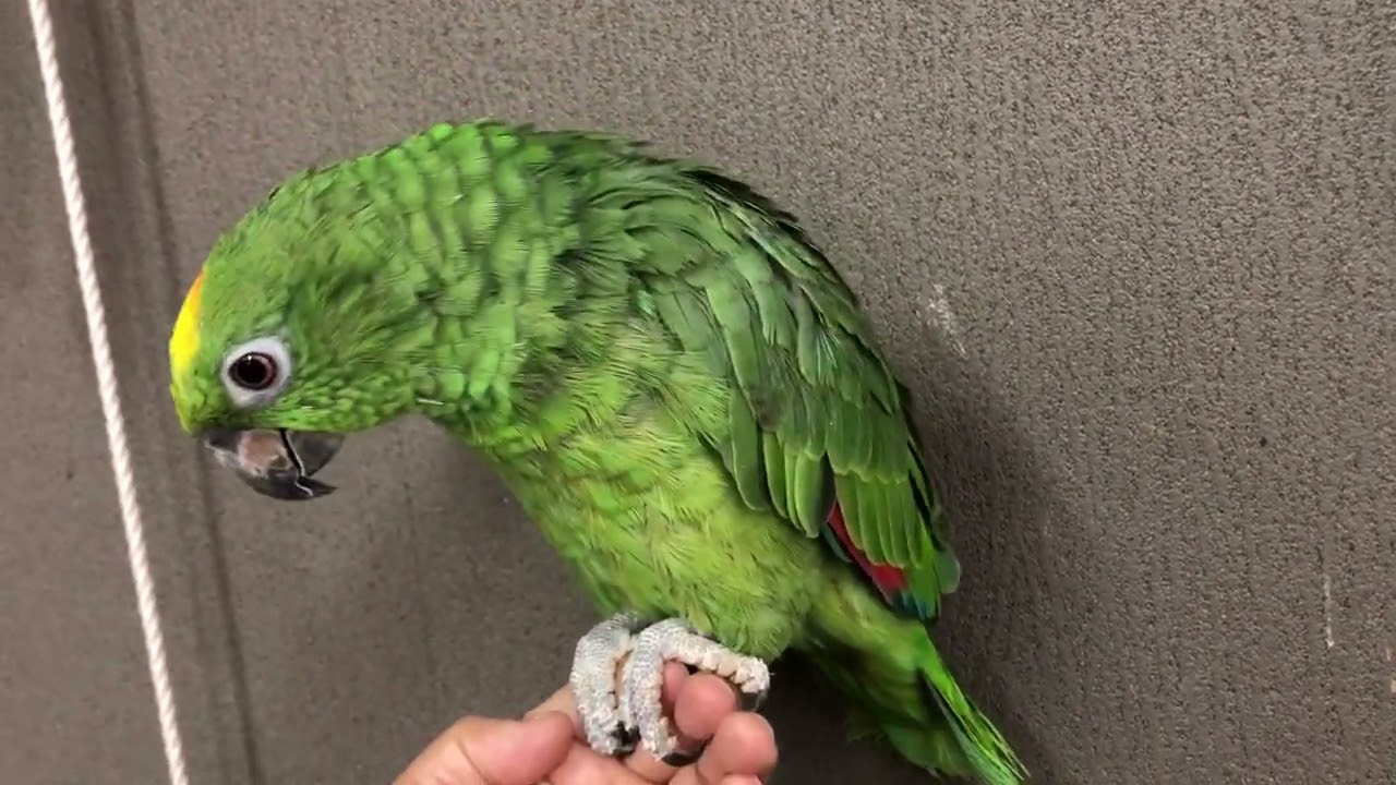キビタイボウシインコ ヒナ 手乗り お喋り「おはよう」LOVEBIRDFUKUOKA(ラブバードフクオカ) 2023.12.18