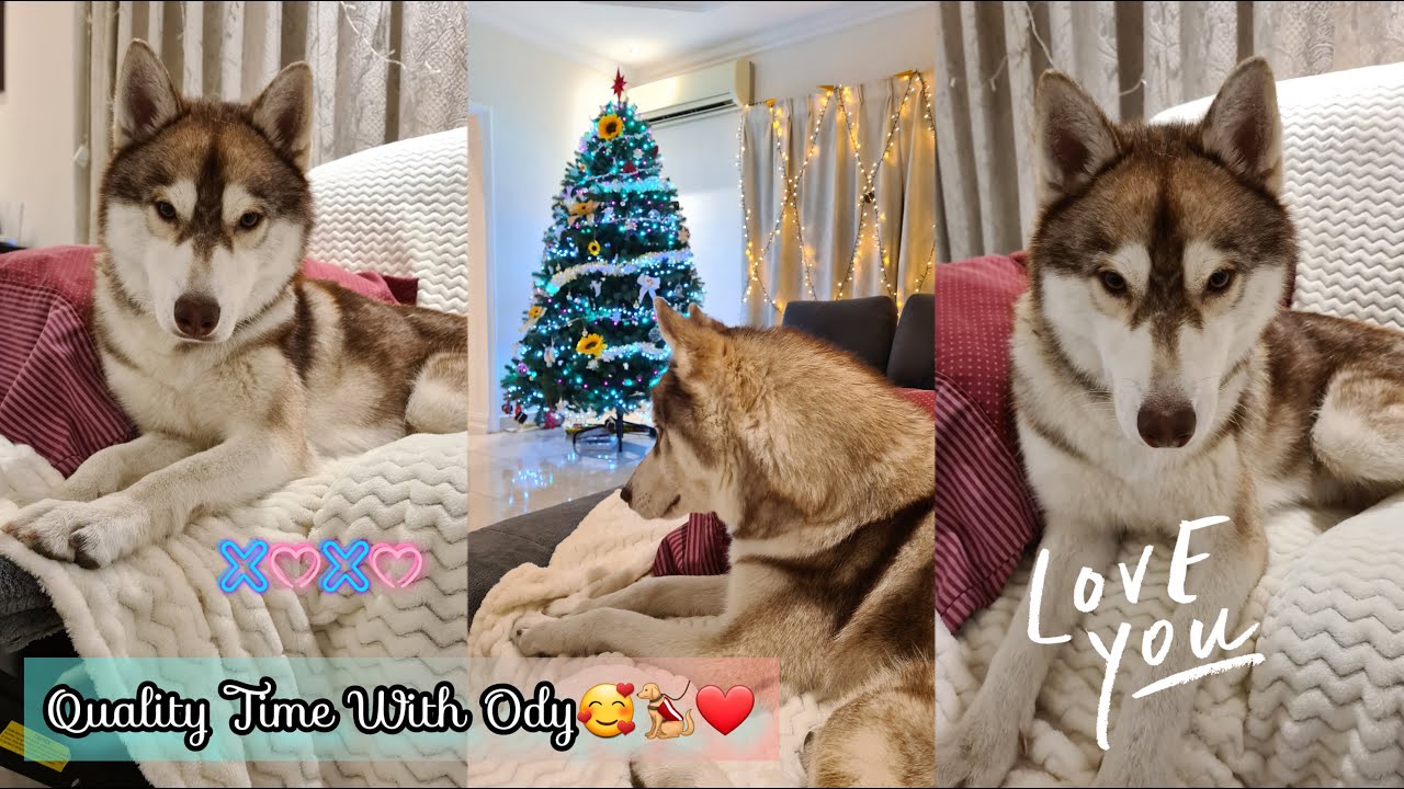 Quality Time With Ody🥰🐕‍🦺❤️