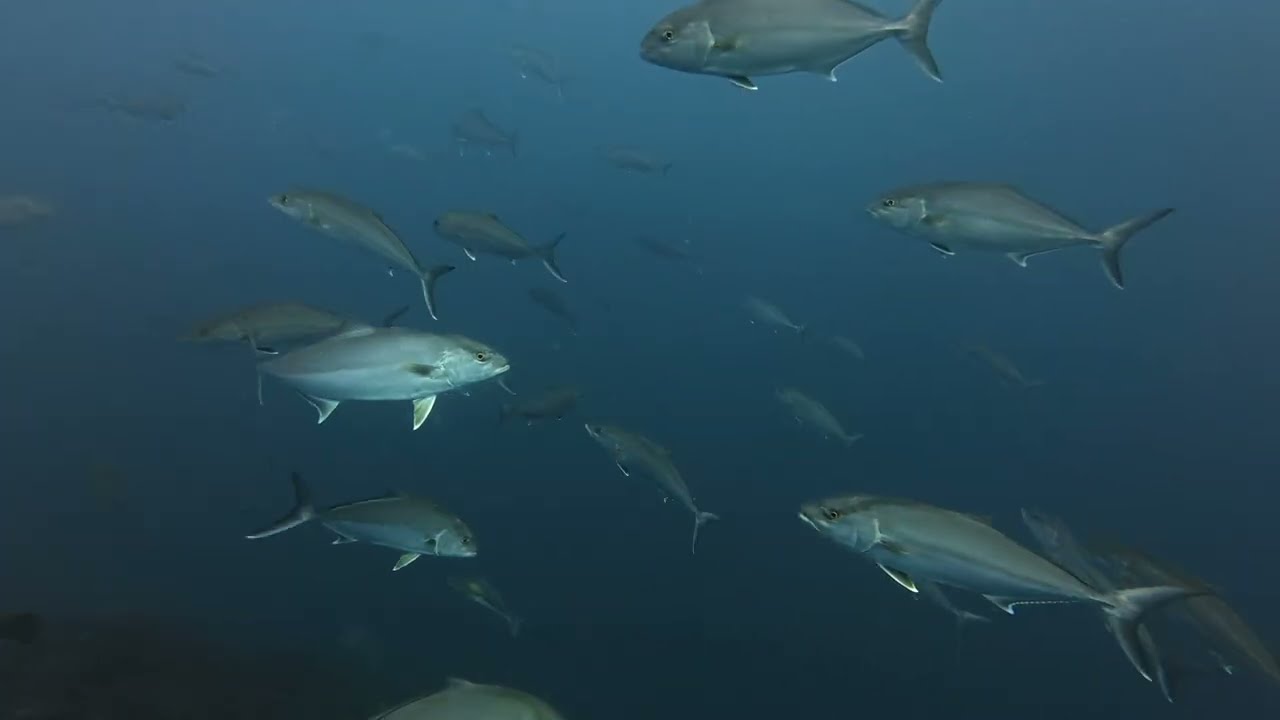 SIGUE LA LOCURA EN CABO DE PALOS