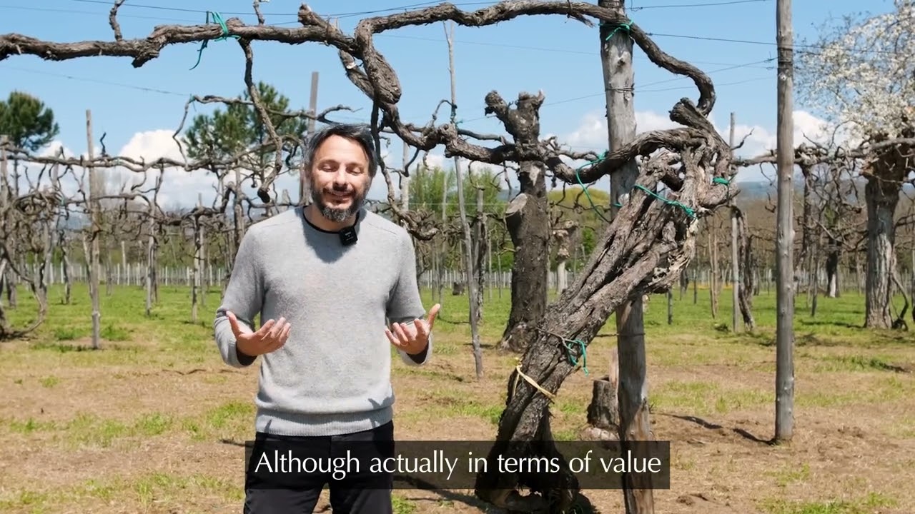 Old Vine Conference field-trip to Feudi di San Gregorio
