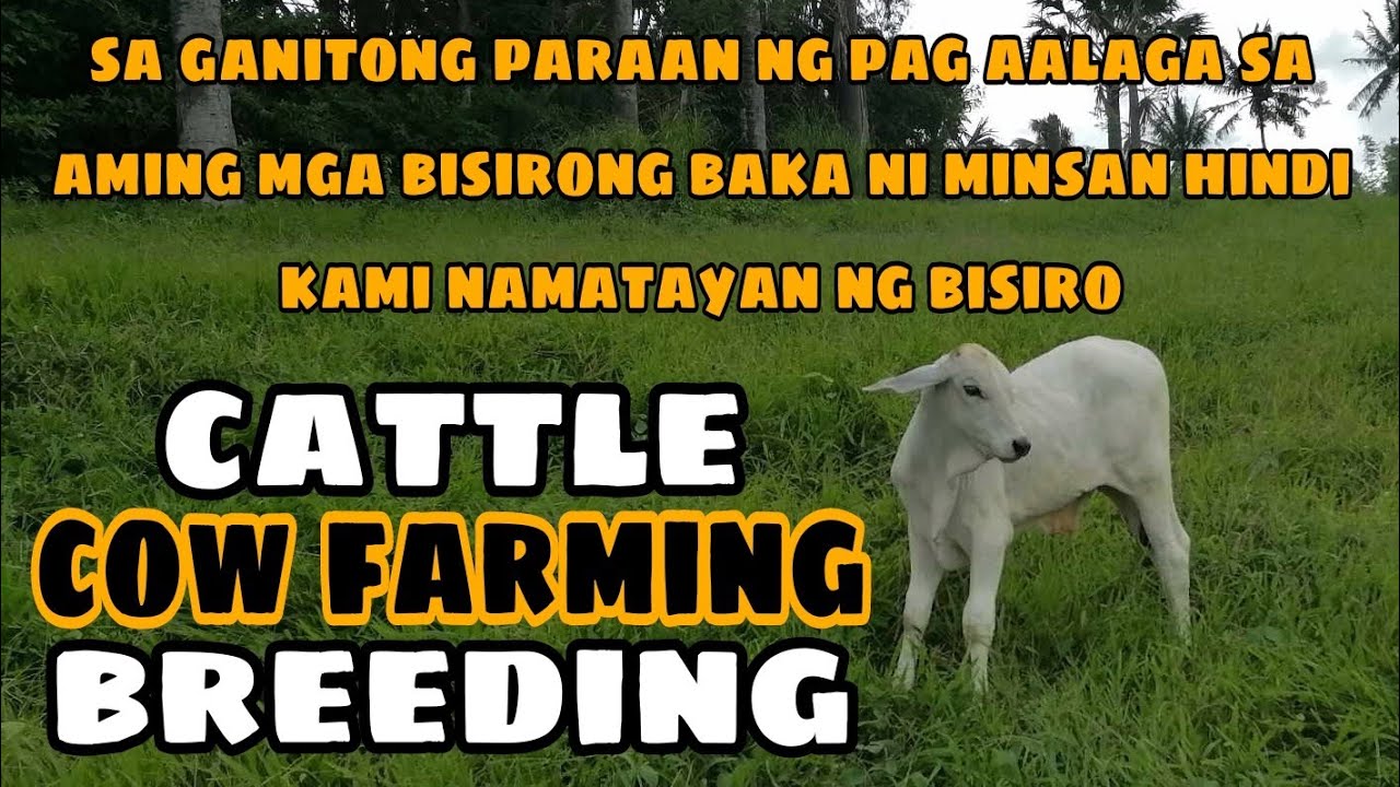 SISTEMA NG PAG AALAGA NAMIN SA AMING MGA BISIRONG BAKA | ADOBO BACKYARD FARM