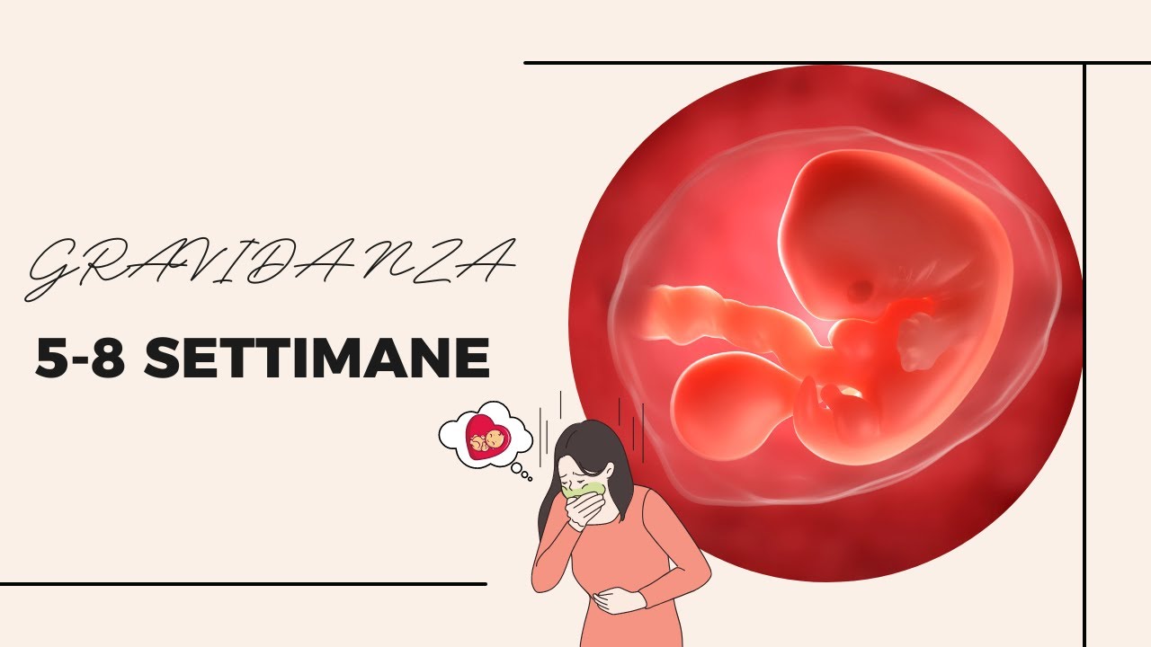 Gravidanza 5-8 settimane | Sintomi e sviluppo dell'embrione