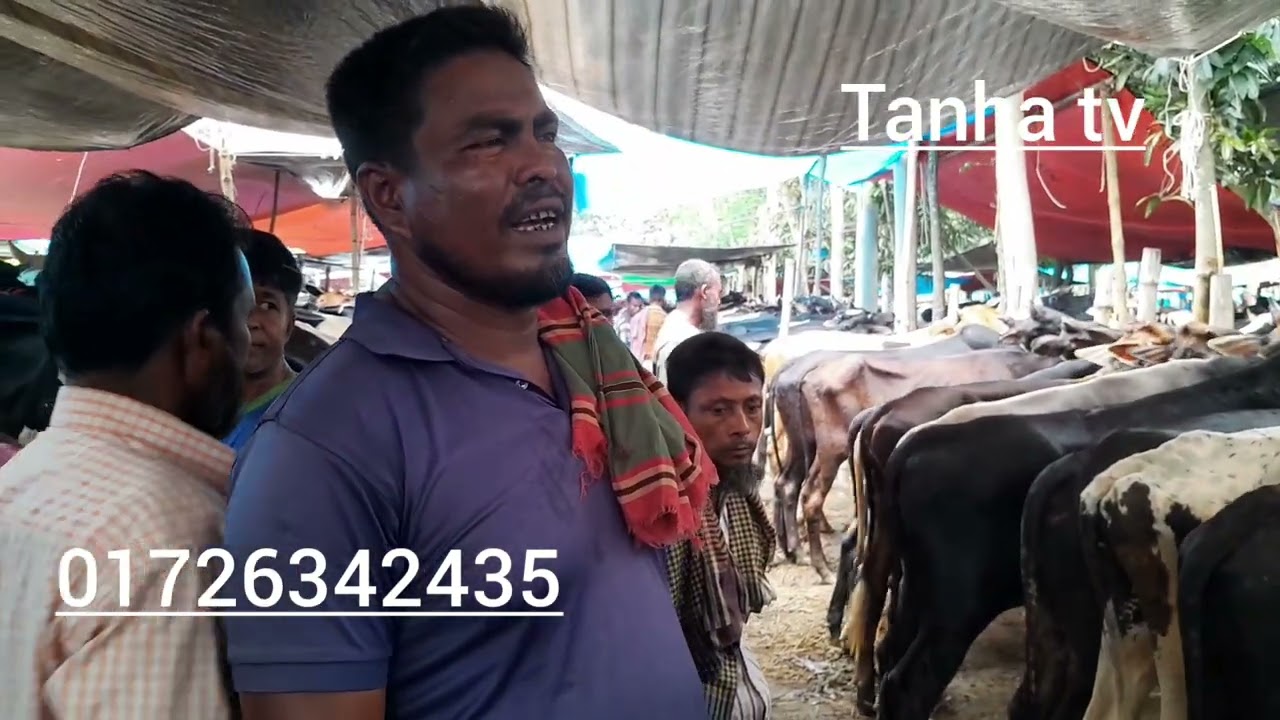 পালনের জন্য উপযুক্ত গরুর হাট