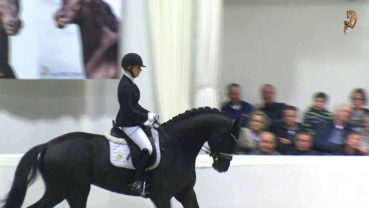 Highlights: Die Hengste des Gestüt Bonhomme auf der Hengstvorführung in Vechta