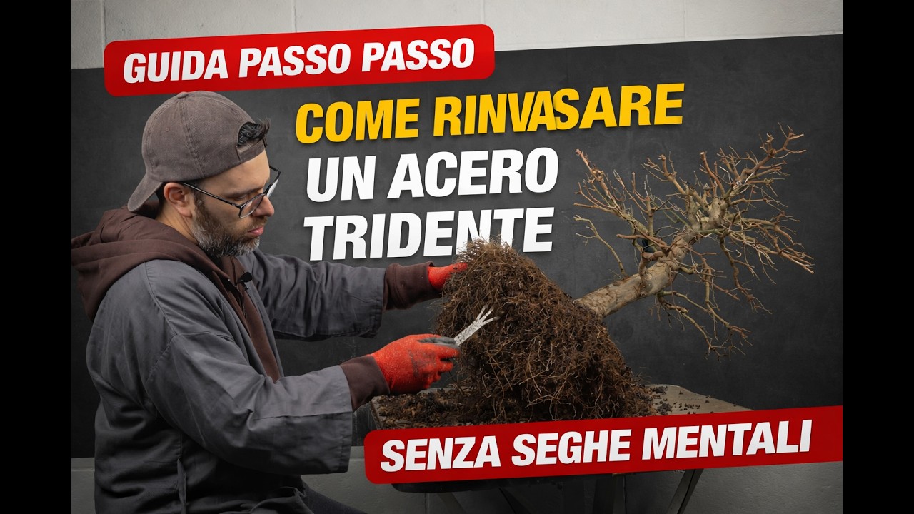 Come RINVASARE un acero tridente. Guida PASSO PASSO senza seghe mentali