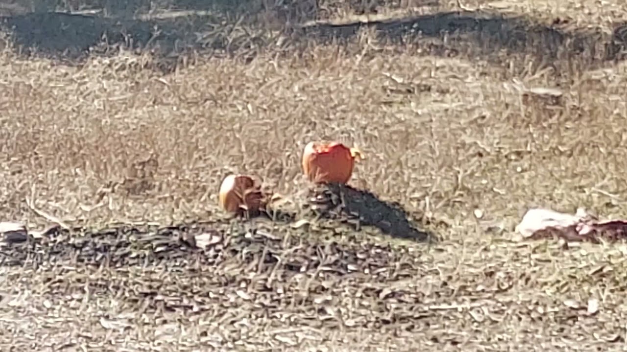 the pumpkin execution date