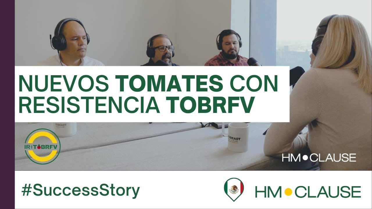 Conoce nuestras nuevas variedades con resistencia a virus del rugoso - #SuccessStory | HM.CLAUSE