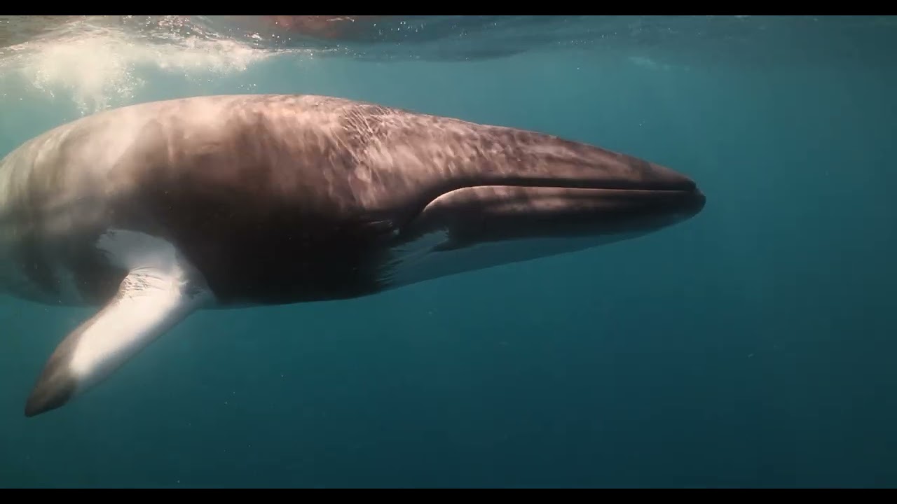 4 Night Fly Dive Minke Whale Expedition | 26-30 June 2025 | Mike Ball Dive Expeditions