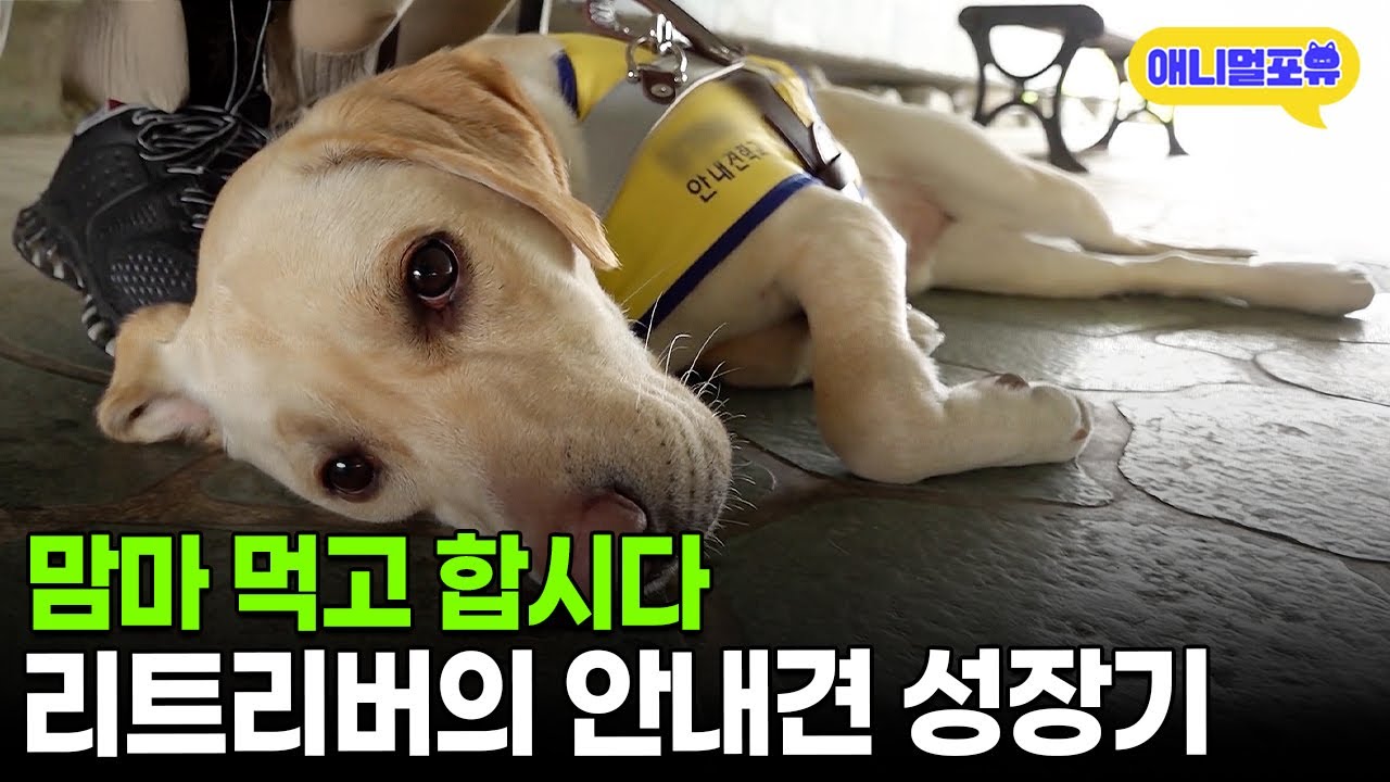 바쁘다 바빠💦 안내견 교육받는 아기 리트리버의 하루ㅣKBS 다큐 3일 210502 방송