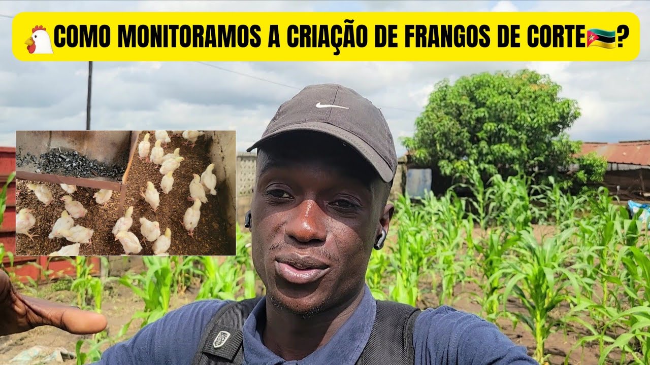 🐔COMO ESTAMOS A MONITORAR AS GALINHAS DE CORTE?🇲🇿 #moçambique #galinhas #criação #brasil