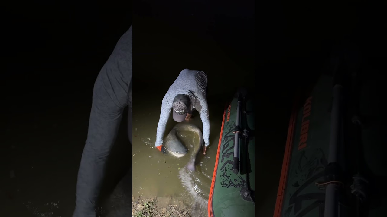 #catfish #catfishing #fishing #italy #nemecko #vagnerfishing #fischer #fish
