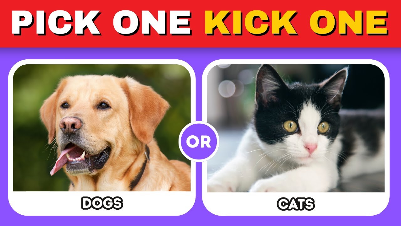 Pick One, Kick One: Lifestyle Edition 🔥