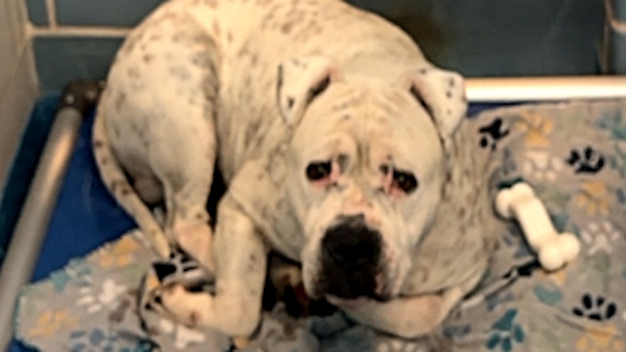 A woman adopted 'saddest' shelter dog. Now he won't stop smiilng.