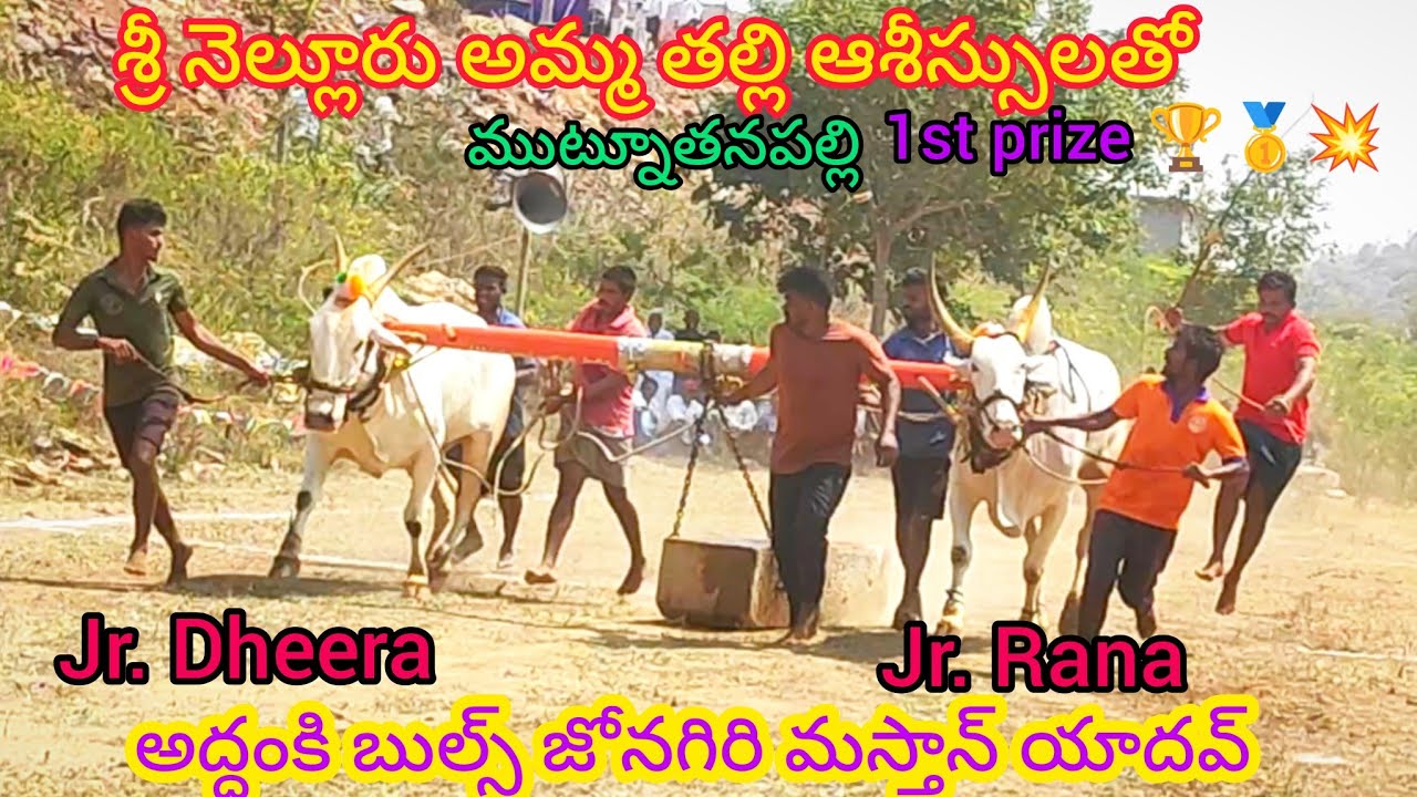 ముట్నూతనపల్లి దేశపు ఎద్దులు విభాగం1st prize 🏆🥇అద్దంకి బుల్స్ జోనగిరి మస్తాన్ (ధీర 🦁రణ )