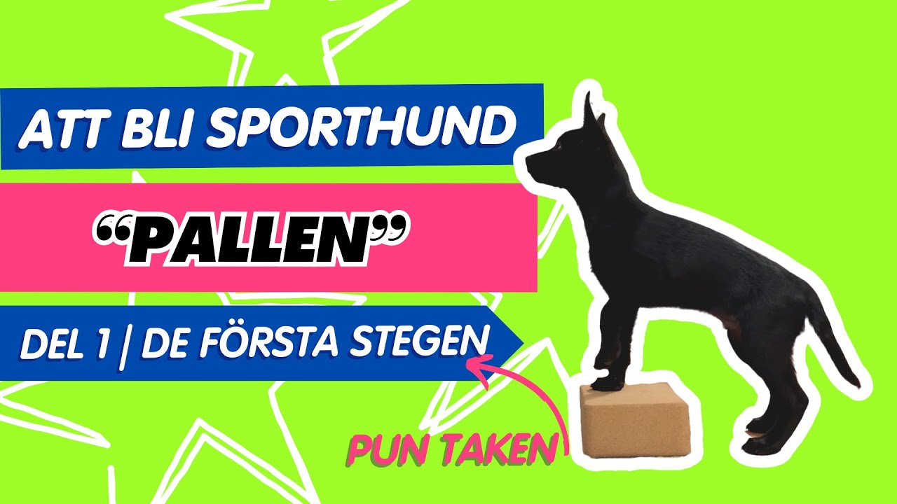 Valpträning sporthund | Pallträning