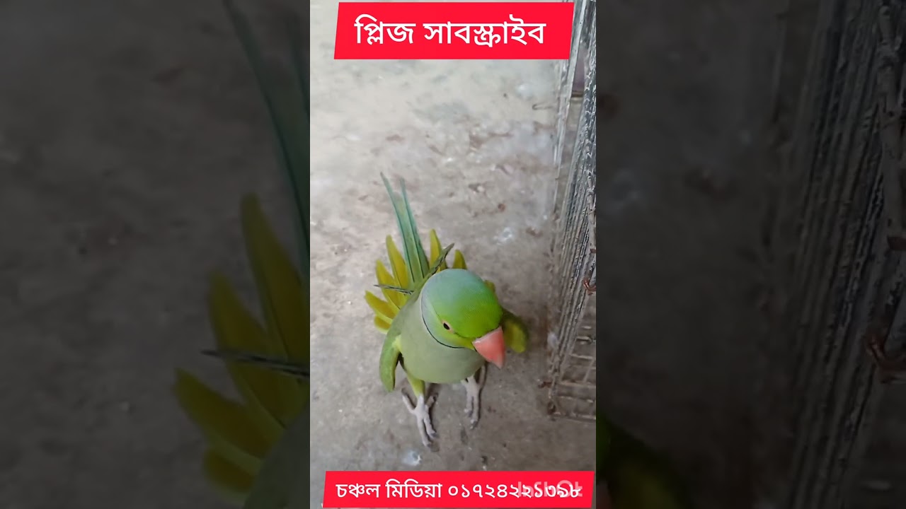 কথা বলা টিয়া পাখি।। সুন্দর বাংলায় কথা বলা টিয়া পাখি। partat talking take।।চঞ্চল মিডিয়া।। বিক্রি।