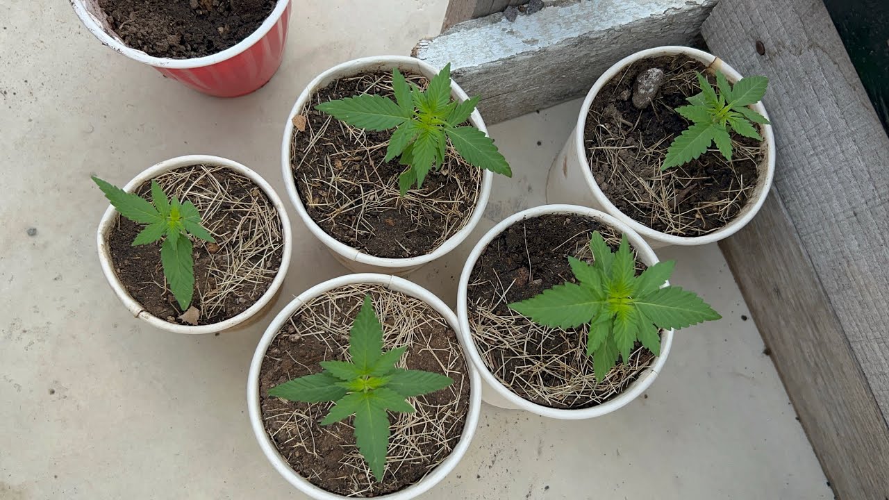 Day 14, 18 DC, Grand Daddy Purple auto!