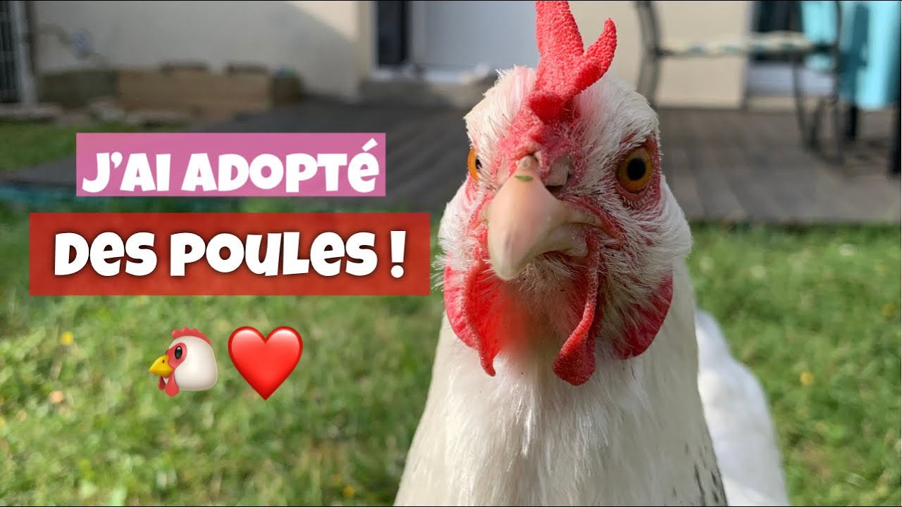 J'AI ADOPTÉ DES POULES ! VLOG - Tite Caro