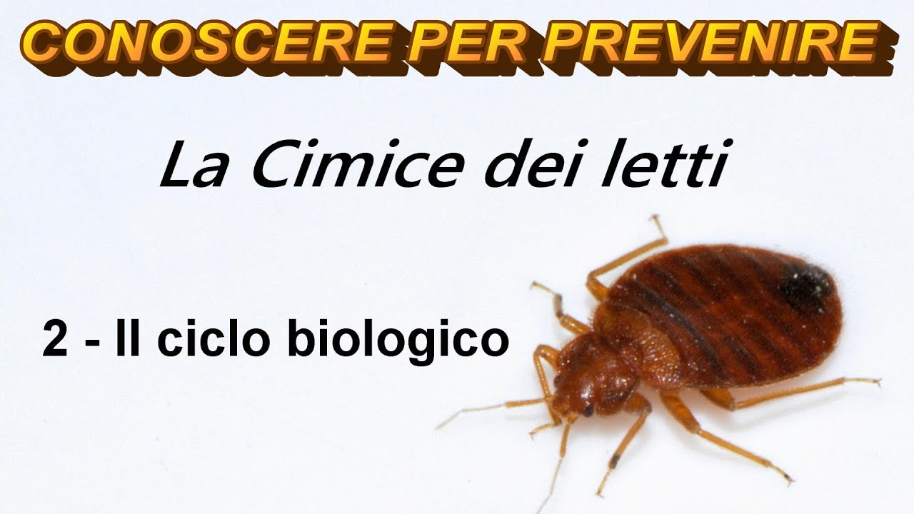 La Cimice dei letti: 2 -  Il ciclo biologico