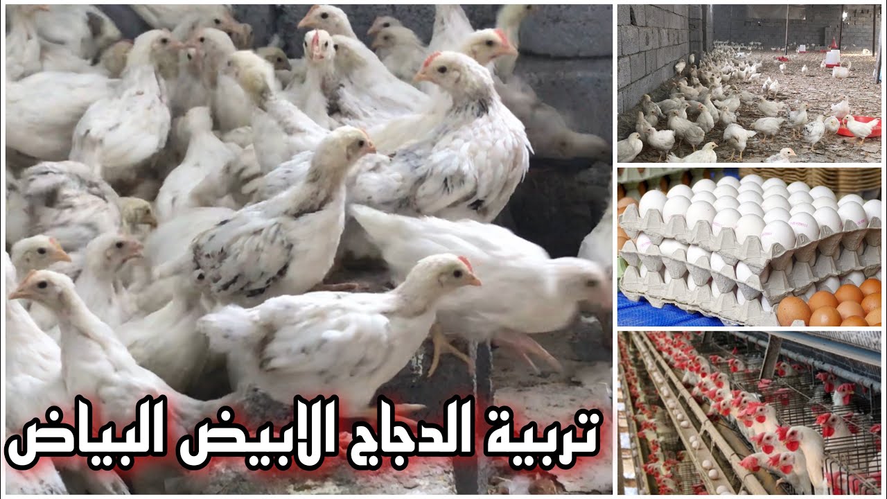 تربية دجاج الميزو البياض البيض