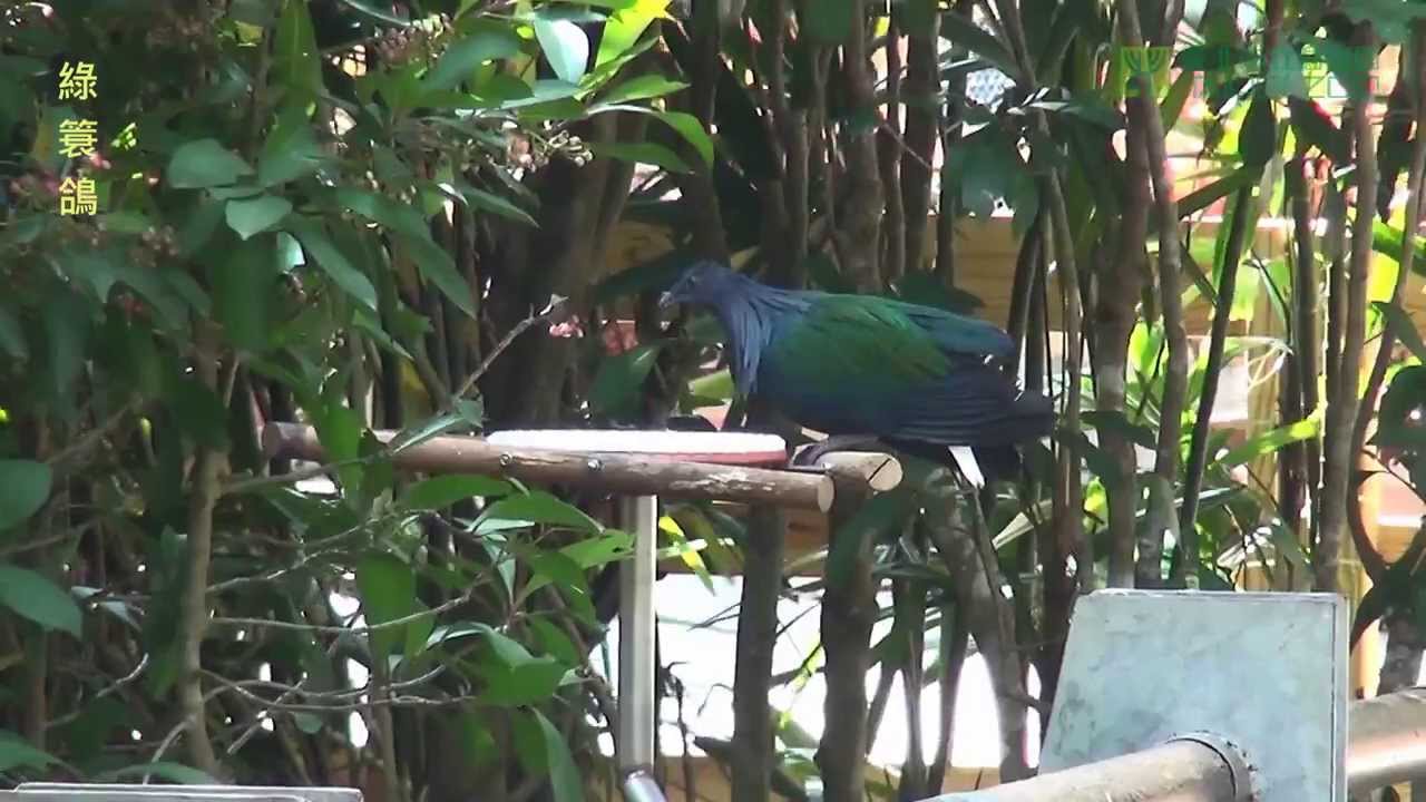 生態鳥園開幕 Bird World Opening