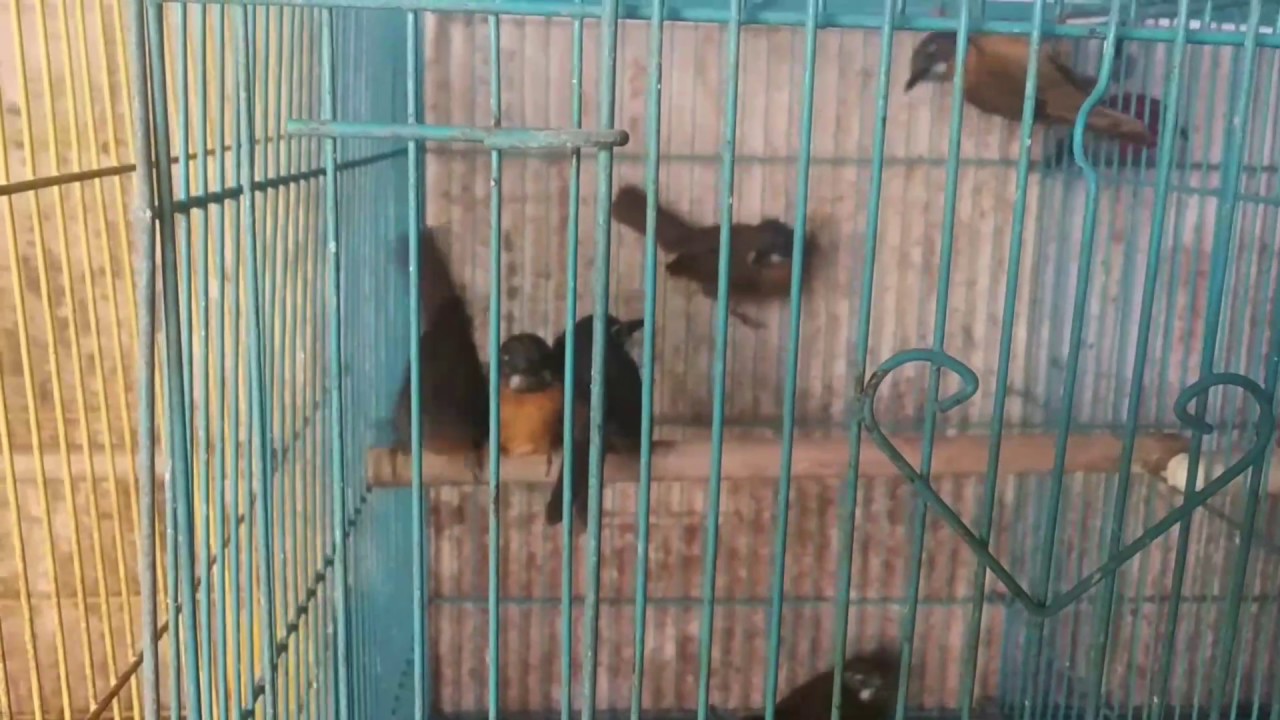 BURUNG HWA MEI MINI DARI PEGUNUNGAN KARO