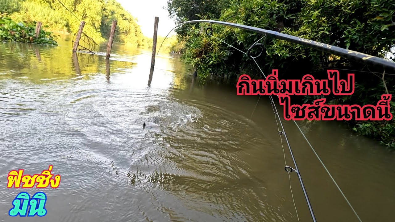 ..วุ่นวาย..หมายแรกกด2คันพร้อมกัน 😱 ชาวประมงผู้ล่าปลาใหญ่ ตกปลากด ฟิชชิ่งมินิ.