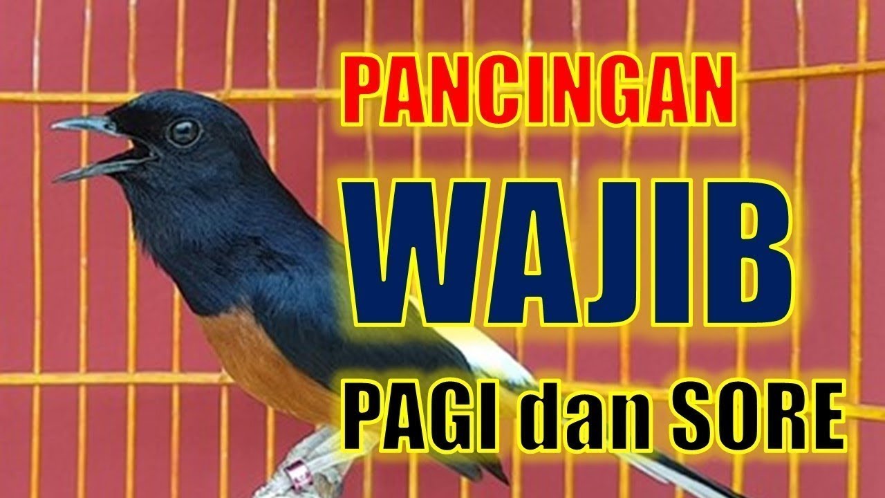 PANCINGAN MURAI BATU GACOR BONGKAR Materi , NAIKKAN EMOSI MURAI BATU MALAS BUNYI AGAR GACOR