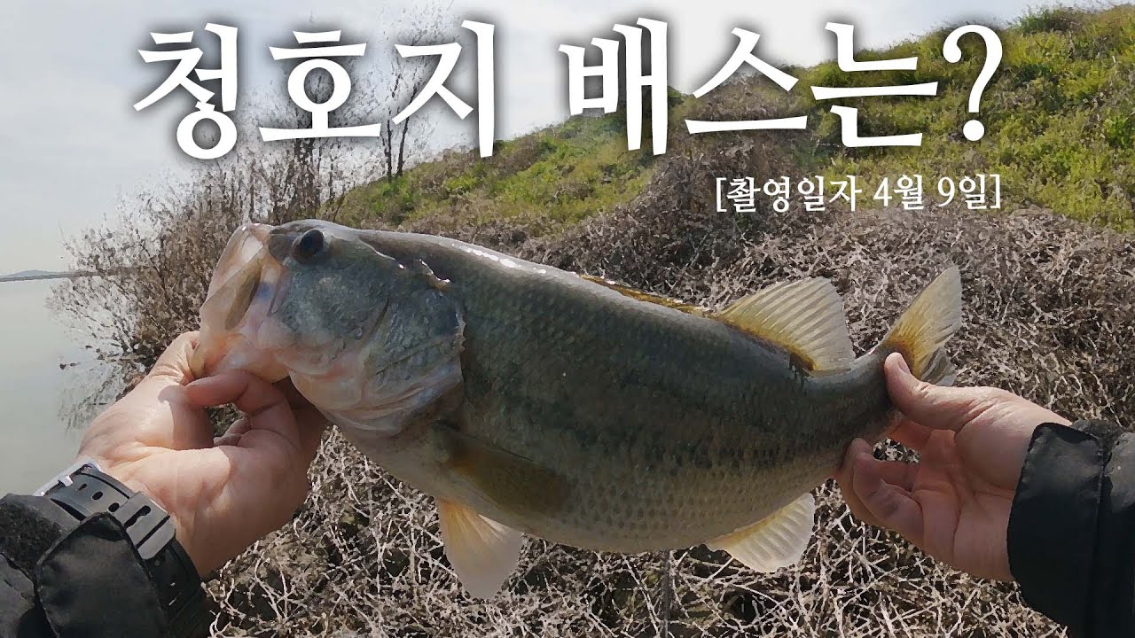 워킹 쉽고 캐스팅 쉬운 청호지 배스 탐사입니다_[배스PD수첩_01]