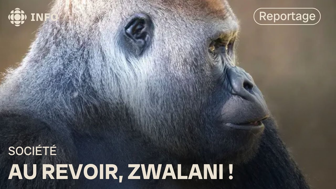 Le Zoo de Granby dit au revoir &agrave; Zwalani le gorille
