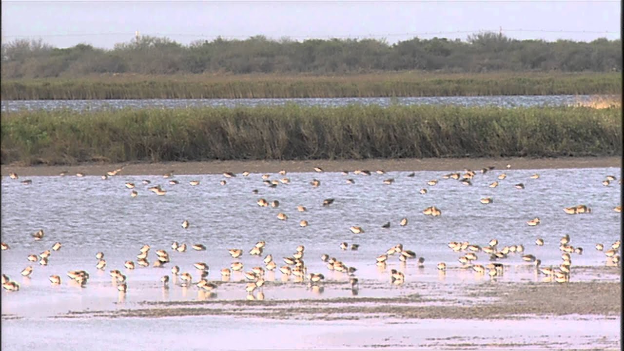 Texas' Aquatic Ecosystems: Texas Aquatic Science- Chapter 6