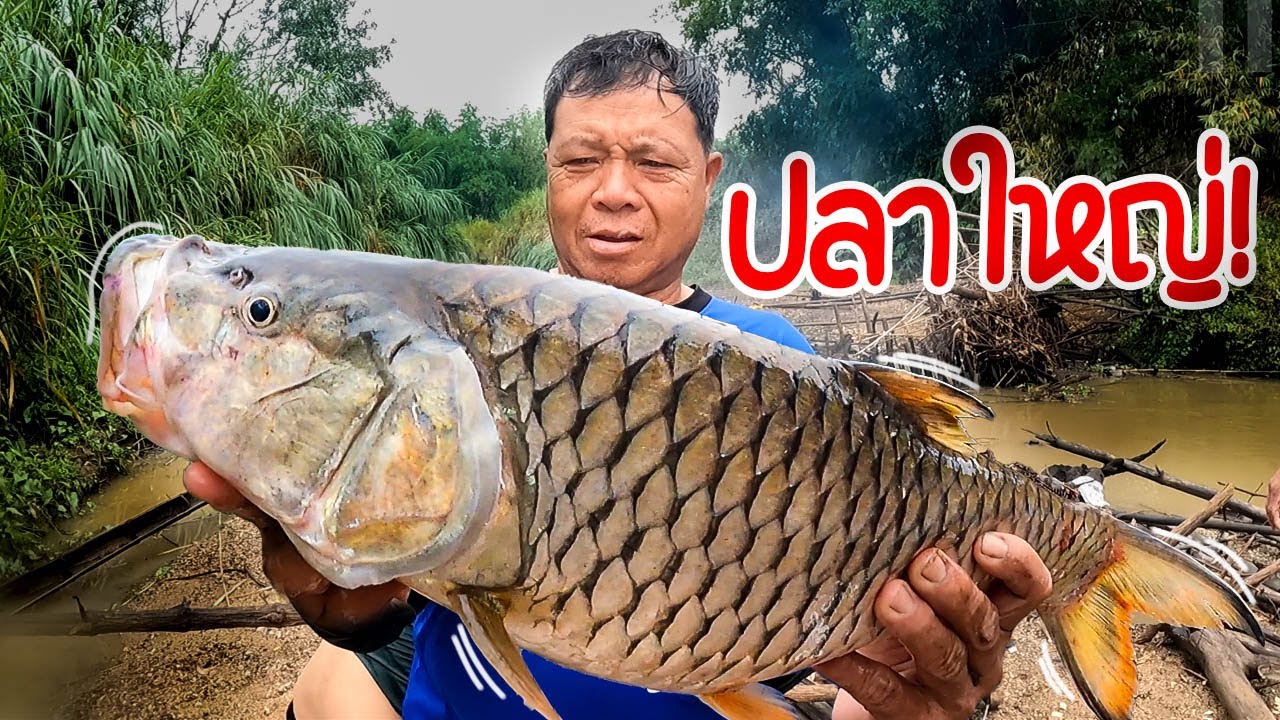 ครัวป่าไผ่ - ลงน้ำจับปลากับพ่อ l ตอน ใครได้ปลาใน มีรางวัล !!