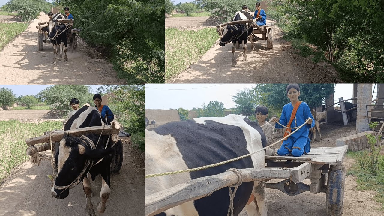 BAIL GADI PAR CHARA LENAY GYE | BAIL GADI KI SAWARI KI | #bullcart #vlog #villagelife