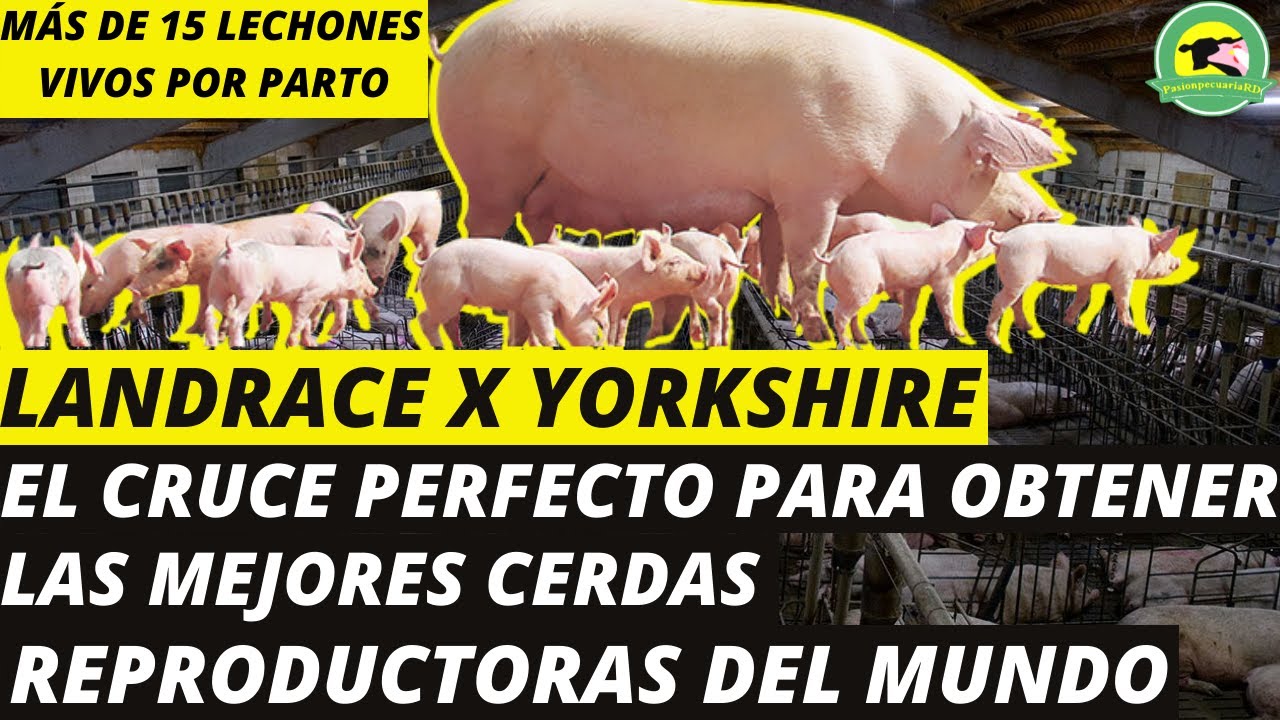 LANDRACE❌YORKSHIRE (El Cruce Perfecto Para Obtener Las Mejores Cerdas Reproductoras Del Mundo)