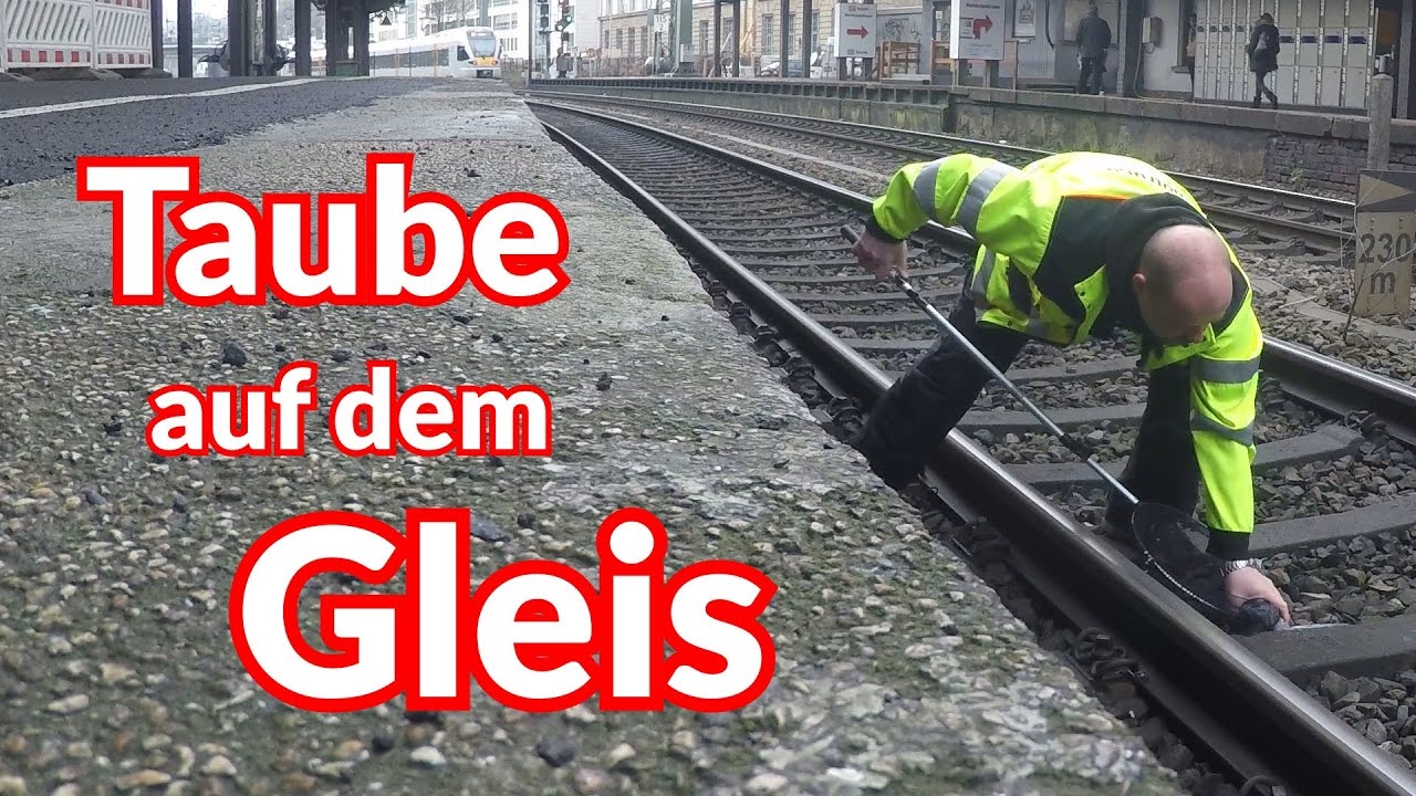 Taube auf dem Gleis - Tiernotruf #65