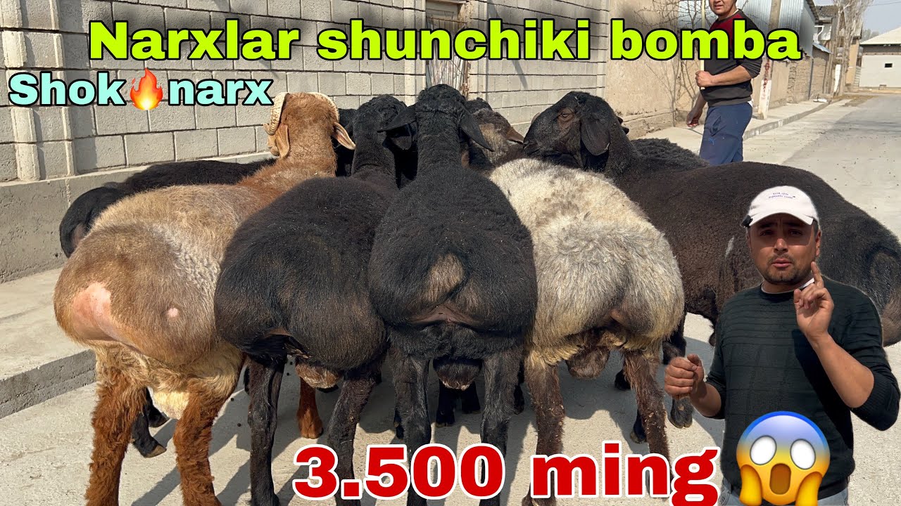 😱SHOK  katta qo’chqorlar narxi SINDI💥Mamurjon aka qo’chqor narxlarini yorvordi👍