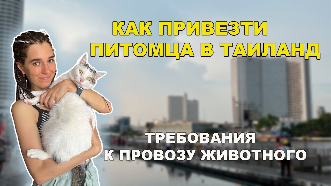 Переезд в Таиланд с питомцем | Наш перелёт в Таиланд с кошкой