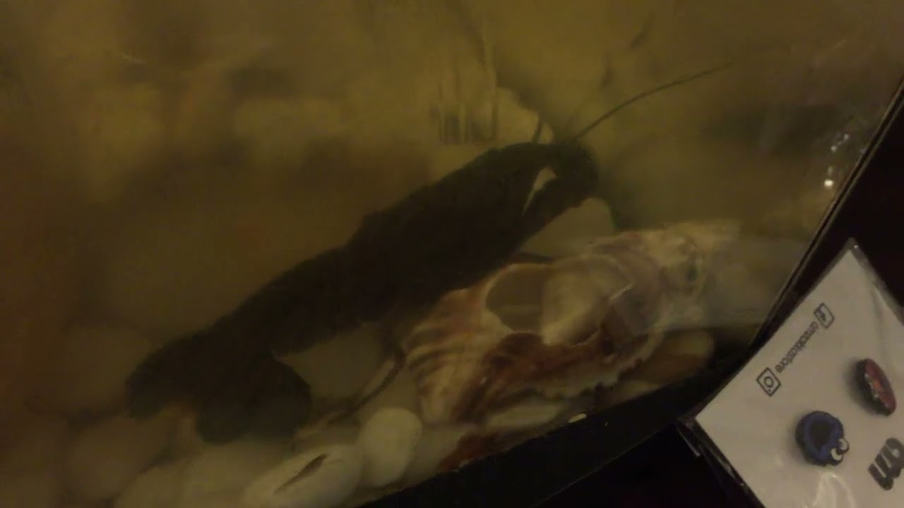 Yabby shed its skin which turned orange 