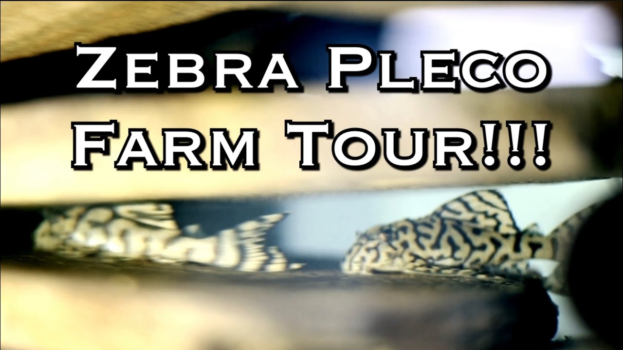 Zebra Pleco Farm Tour of Pleco Ceramics! Subscribe for more!!!