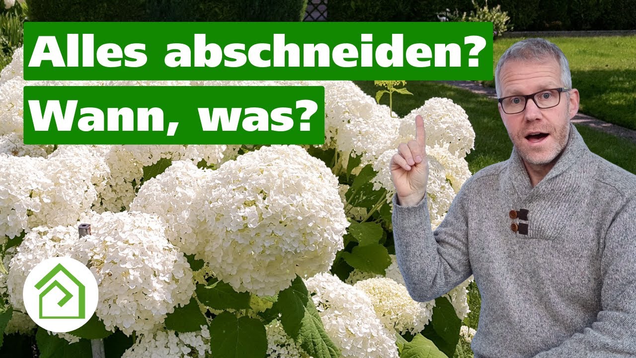 Ballhortensien schneiden: So könnt Ihr diese Hortensien schneiden!