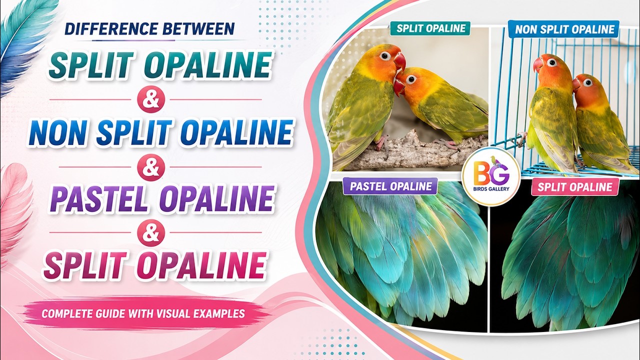 Split Opaline & Non Split Opaline In Green Series | And Pastel Split Opaline & Visual Opaline |