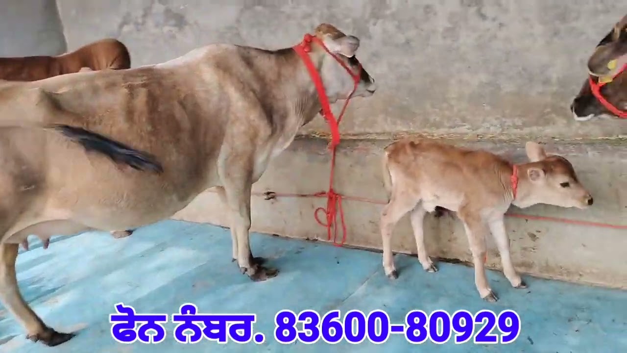 1 ਤਾਜੀ ਸੂਈ👉1 ਤੋਕੜ ਗੱਭਣ ਤੇ 2 ਗੱਭਣ ਤਿਆਰ ਵਹਿੜਾਂ ਵਿਕਾਊ❤️❤️Beautiful Four Cows For Sale 