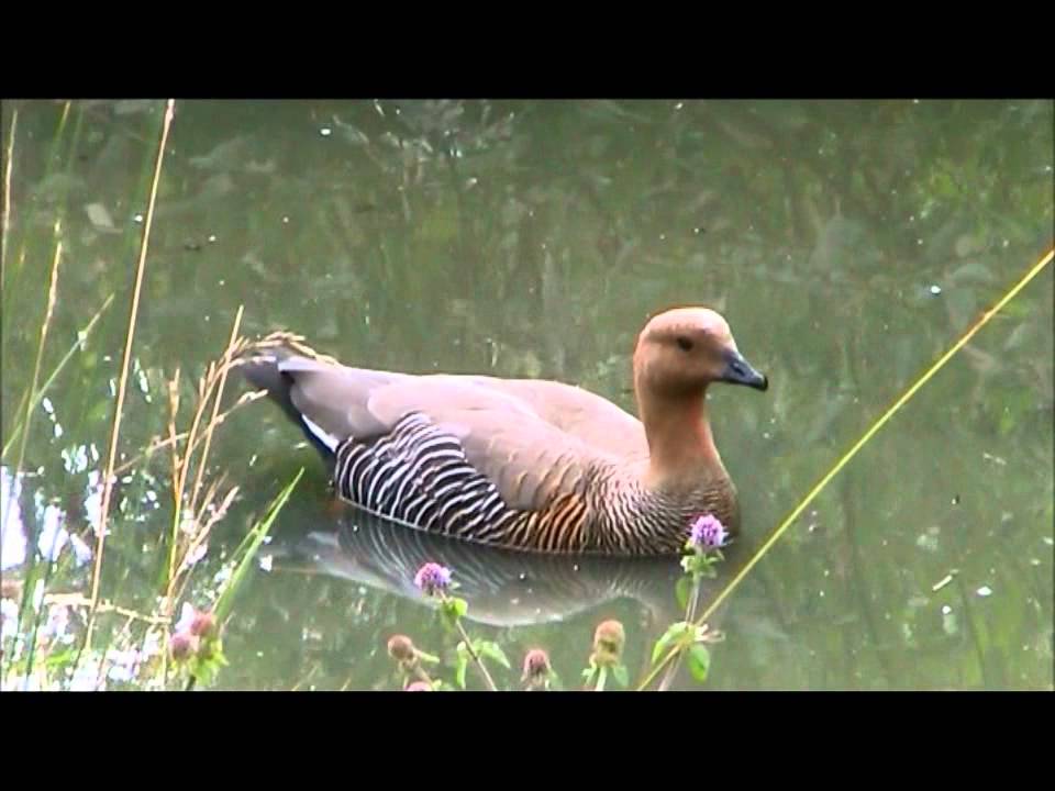 Magellan Goose