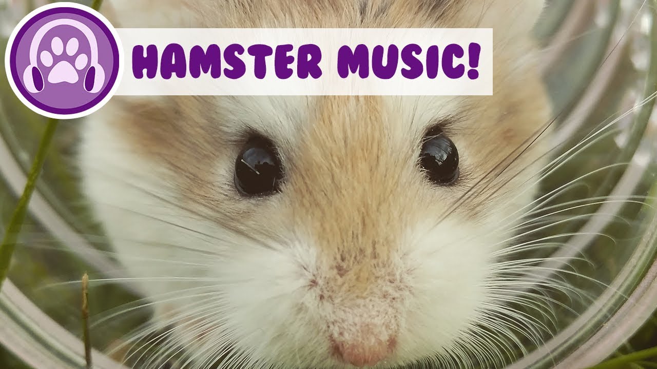 Hamster Music! New Relaxing Music to Help You and Your Hamster Sleep!